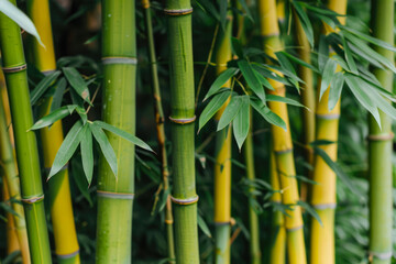 Bamboo Forest In The Form Of A Tourist Photo For Background Created Using Artificial Intelligence