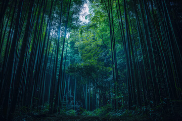 Naklejka premium Bamboo Forest In The Form Of A Tourist Photo For Background Created Using Artificial Intelligence