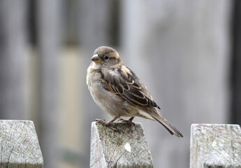 House sparrow bird perched on an old, weathered wooden fence