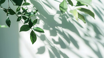 Abstract silhouette shadow white background of natural leaves tree branch falling on wall Transparent blurry shadow of tropical leaves morning sun light : Generative AI