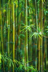 Bamboo Forest In The Form Of A Tourist Photo For Background Created Using Artificial Intelligence