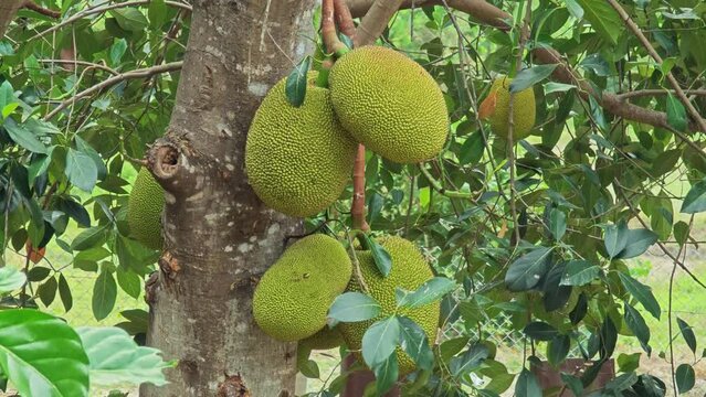 baby jackfruit