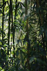 Bamboo Forest In The Form Of A Tourist Photo For Background Created Using Artificial Intelligence