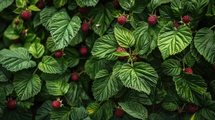 Lovely green backdrop of raspberry foliage