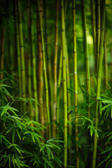 Bamboo Forest In The Form Of A Tourist Photo For Background Created Using Artificial Intelligence