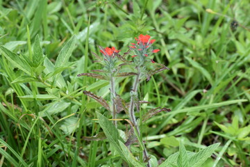 red flower in the grass