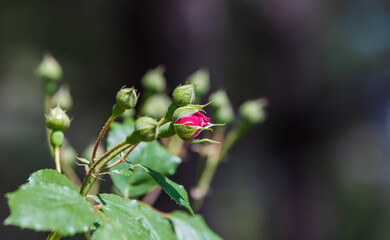 Rose buds beginning to bloom in the warm spring sunlight. Rosa