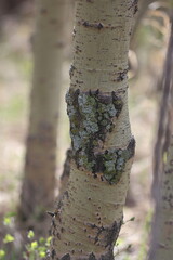 tree trunk with lichen
