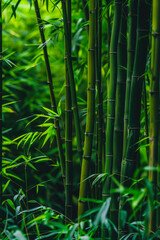 Fototapeta premium Bamboo Forest In The Form Of A Tourist Photo For Background Created Using Artificial Intelligence