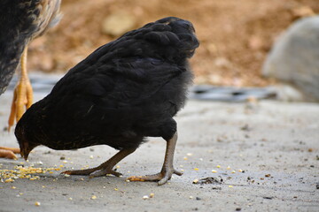 chick eating