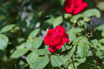 Roses in full bloom in the warm spring sunlight. Rosa