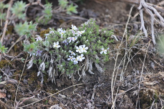 Phlox hoodii, white wild ground cover flowers