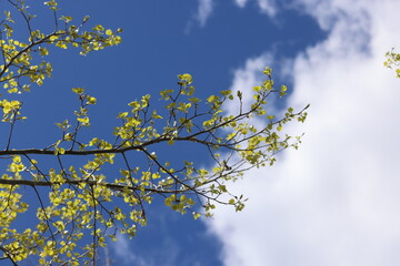 yellow young leaves of trees against blue sky