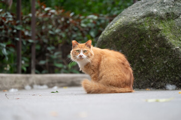 Orange cat in the park