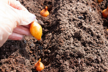 Planting onions of onions in the ground. Onion in a female hand. The process of sowing onion seeds in open ground, soil
