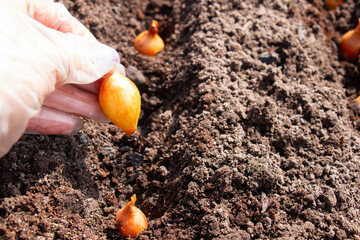 Planting onions of onions in the ground. Onion in a female hand. The process of sowing onion seeds...