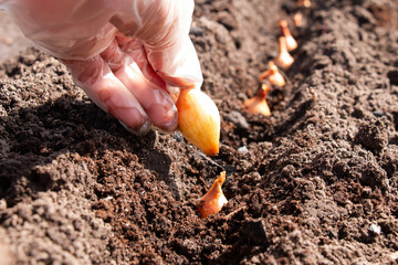 Planting onions of onions in the ground. Onion in a female hand. The process of sowing onion seeds in open ground, soil
