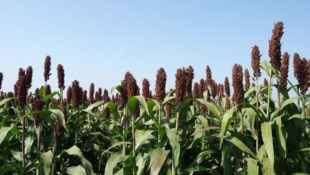 The maturing sorghum is in the farmland in North China