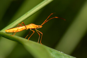 Leptocorisa oratoria, the rice ear bug, is an insect from the family Alydidae, the broad-headed...