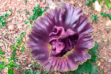 close up of purple flowers of Amorphophallus paeoniifolius, elephant foot yam or whitespot giant arum, Konjac, Stanleya water-tub, taken top view.