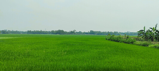 green field and blue sky, a rice field of green rice with trees in the background, rice field on a cloudy day, rice fields are a common sight. green rice field