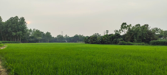 landscape with grass and fog, a green rice field with trees in the background, rice field on a...