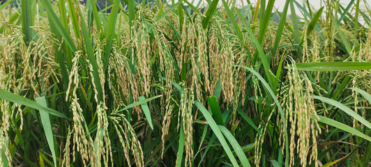 a close up of a green field of rice, a close up of a rice field, a field of green rice with tall grass, rice field in Bangladesh, 
