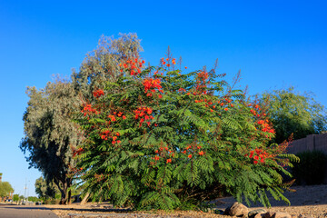 Xeriscaped road sidewalk with a striking flowering Red Bird of Paradise (Caesalpinia pulcherrima),...