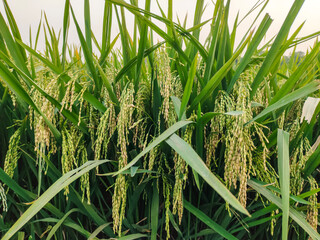 green rice field in the morning view, a close up of a green field of rice, a close up of a rice field, a field of green rice with tall grass, rice field in Bangladesh, 