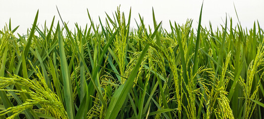 green rice field photography, a close up of a green field of rice, a close up of a rice field, a field of green rice with tall grass, rice field in Bangladesh, 
