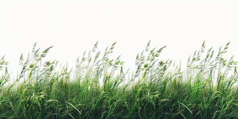 Fototapeta premium Tall botanical dune straw grass isolated on a background with foliage