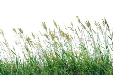 Fototapeta premium Tall botanical dune straw grass isolated on a background with foliage