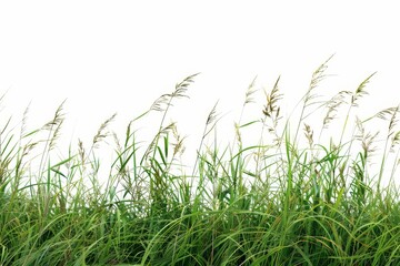 Obraz premium Tall botanical dune straw grass isolated on a background with foliage