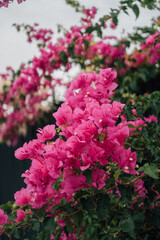 Pink bougainvillea plant close up 