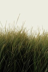 Obraz premium Tall botanical dune straw grass isolated on a background with foliage