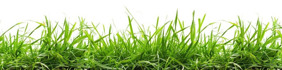Green Grass On White. Spring Meadow Field Isolated on Background