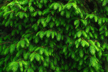 Bright green fir branches with raindrops.