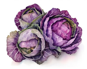 Obraz premium Red cabbage. Isolated watercolor illustration on white background. 
