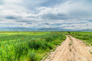 Country dirt road among green fields and red poppies.