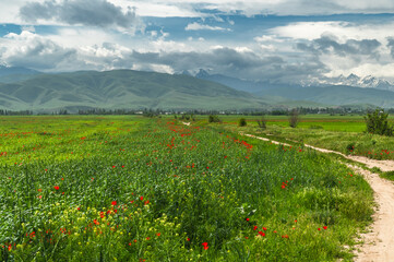 Green fields and red poppies. Spring in Kyrgyzstan