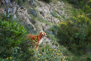 A Nova Scotia Duck Tolling Retriever dog explores a vibrant mountain trail adorned with wildflowers and lush greenery