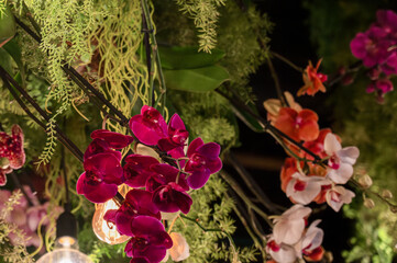 Flower arrangement of rare varieties of orchids