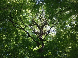 Old oak on the background of a green forest. The crown of an oak tree in summer with branches that stand out against the background of green leaves.