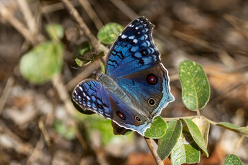 brilliant blue Edelfalter mit geöffneten Flügeln in der Draufsicht