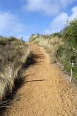 Sandy path leading up a hill surrounded by shrubs and grass at Killarney Beach near Port Fairy in Victoria, Australia