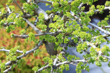 Ginkgo tree leaves in spring. Nature and beauty. Background for design