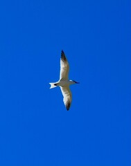Caspian Tern