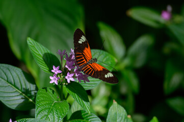 A Heliconius melpomene aglaope or Postman Butterfly at a Botanical Gardens Exhibit in Grand Rapids, Michigan.