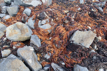 Seaweed on a rocky shoreline at a beach