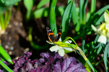 Red Admiral Butterfly on a Narcissus Flower at a Botanical Gardens Exhibit in Grand Rapids,...